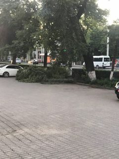 Ветка, упавшая на автомобиль на Чуй-Тыныстанова, не убрана (фото)
