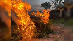 Сотрудники СБНОН сожгли коноплю, которая росла на 2 сотках возле парка «Балалык»