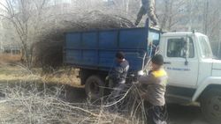 «Бишкекзеленхоз» убрал ветки в 10 мкр после жалобы горожанина. Фото