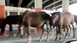 На трассе в аэропорт лошади прячутся от жары под мостом, заблокировав дорогу. Видео
