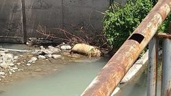 В реке Ала-Арча лежит туша барана. Фото