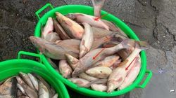 На Ортосайском рынке продают рыбу, занесённую в Красную книгу? Фото горожанина