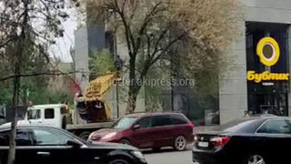 «Бишкекзеленхоз» спилил ветки дерева на Сухэ-Батора из-за жалоб жителей, - мэрия