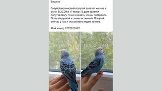 Бишкекчанин ищет хозяина попугая. Фото