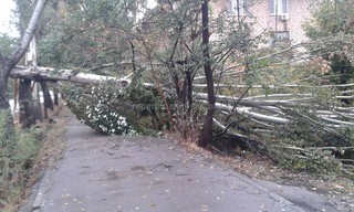 На ул.Кольбаева в Бишкеке на тротуар упало большое дерево <i>(фото)</i>