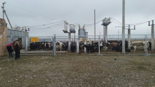 На территорию электрической подстанции в Ат-Башинском районе загнали скот, - читатель <i>(фото, видео)</i>