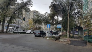 На перекрестке Боконбаева-Тыныстанова в Бишкеке над дорогой накренилось дерево, - читатель (фото)