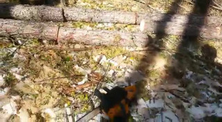 В долине Жыргалан вырубают деревья лиственницы, - читатель <i>(видео)</i>