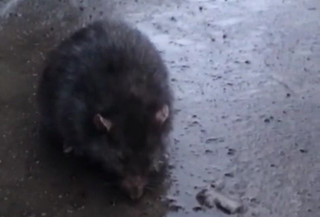 Огромные крысы в районе пересечения улиц Сухомлинова и Бакаева <i>(видео)</i>