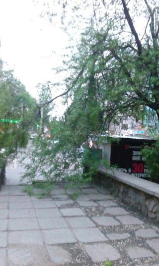 «Зеленстрой» Бишкека уберет ветку дерева на Шопокова-Боконбаева