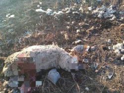 На Иссык-Куле бродячие собаки растерзали двух овец, - житель (фото)