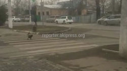 Даже курица соблюдает ПДД. Она перешла дорогу на «зебре» <i>(видео)</i>