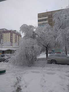 В Бишкеке от тяжести мокрого снега ломаются ветки деревьев <i>(фото)</i>