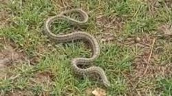 В жилмассиве Ак-Ордо во дворе дома нашли две змеи. Видео
