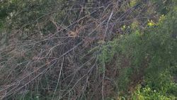 В парке имени Ататюрка много сломанных деревьев на аллеях, - очевидец. Фото