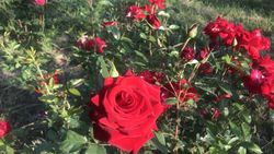 Красивые розы в парке Победы в Бишкеке. Фото горожанина Замира