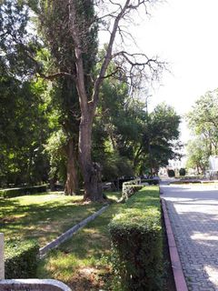 На аллее с восточной стороны Исторического музея стоит высохшее дерево