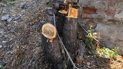 В школе №44 спилили живые деревья, - горожанин <i>(фото)</i>