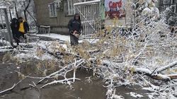 «Бишкекзеленхоз» убрал упавшее дерево на Сыдыкова. Фото