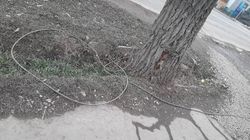 На Пишпеке на тротуаре лежит кабель. Видео и фото