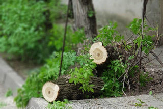 Залом дерева в 10 мкр убрали по просьбе домкома и начальника МТУ, - «Бишкекзеленхоз»