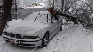 Фото, видео — Выпавший снег повалил деревья в Бишкеке