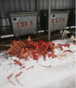 В одном из районов Бишкека возле мусорных баков вывалили кости крупного рогатого скота (фото)