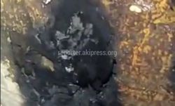 В мкр. Улан-2 загорелось дупло дерева, -мэрия <i>(видео)</i>