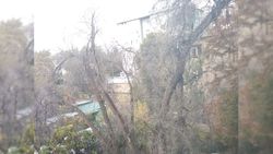 На ул. Ахунбаева во дворе дома №127А сухое дерево может упасть при сильном ветре (фото)