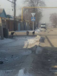 Читатель просит коммунальные службы отреагировать на стаю бродячих собак в районе Кызыл-Аскера (фото)