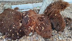 Горожанин: Около месяца во дворе домов №67 и №69 по пр.Ч.Айтматова лежат кучки травы <i>(фото)</i>