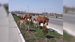 На Южной магистрали табун лошадей портит газон. Видео