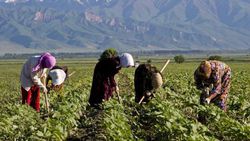 Фермеры, живущие в Бишкеке, не могут выехать на весенне-полевые работы, - горожанин