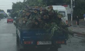 В Бишкеке в 8 микрорайоне вырубили деревья и поставили ограждение, - читатели <b>(фото)</b>