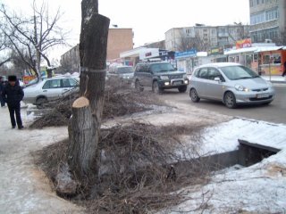 На пересечении ул. Донецкой и Карла Маркса спилили дерево для установки контейнеров <b>(фото)</b>