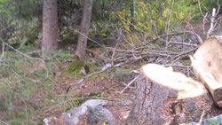 В Григорьевском ущелье незаконно вырубается еловый лес, - местный житель. Фото