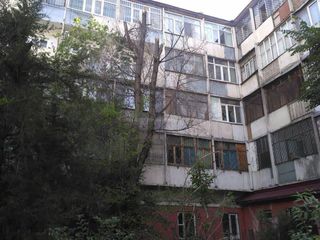 Бишкекчанин просит убрать высохшие деревья по ул.Тоголок Молдо №21 (фото)