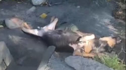 На парковке в парке «Ынтымак-2» лежит труп собаки, - горожанин <i>(видео)</i>