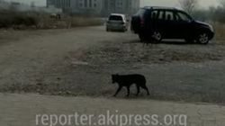 «Тазалык» в понедельник выедет в Асанбай по жалобе о бродячих собаках, - мэрия