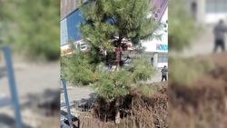 Упавшую в центре Бишкека ель подняли. Почву вокруг укрепили