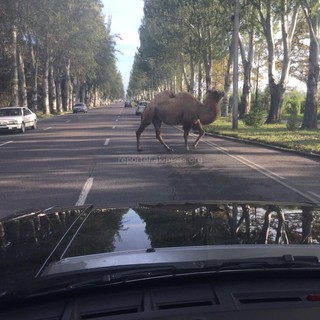 Читатель сфотографировал верблюда на правительственной трассе <b><i>(фото)</i></b>