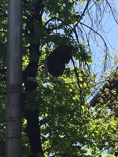 На улице Советская на силовом кабеле висит большой кусок коры дерева, - читатель <i>(фото)</i>