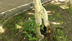На Токтогула-Турусбекова дерево сгнило у основания и может упасть (фото)