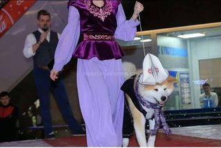 Фото - Собака в Ак калпаке. Пользователи соцсетей кыргызстанского сегмента недовольны презентацией на выставке