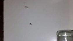 В Иссык-Кульской областной больнице по палатам «гуляют» тараканы
