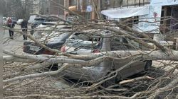 На Ибраимова—Боконбаева из-за сильного ветра упало дерево, повреждены 2 машины
