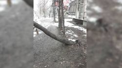 Дерево на ул.Усенбаева вот-вот могло упасть на пешеходов. Его спилили. Видео, фото