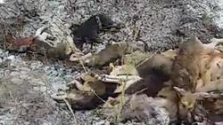 В селе Жекен житель обнаружил около двадцати мертвых собак. Видео