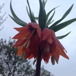 Цветок-эндемик Айгуль, растущий в горах Баткена, вырос в огороде жителя Лебединовки <b>(фото)</b>