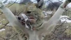 Распятый волчонок: Издевательство над хищником сняли на видео